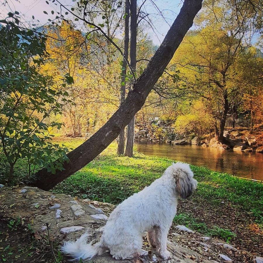 Golemi Kamik Pirot Vlasi Esterno foto